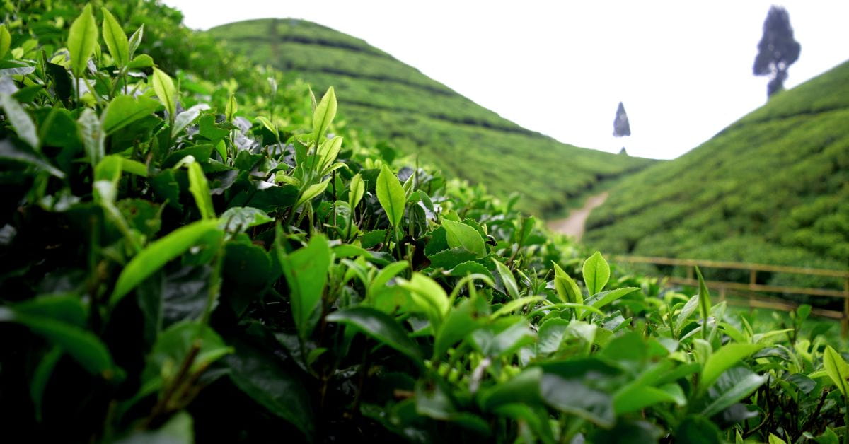 Darjeeling Tea - Windamere Hotel Darjeeling Blog